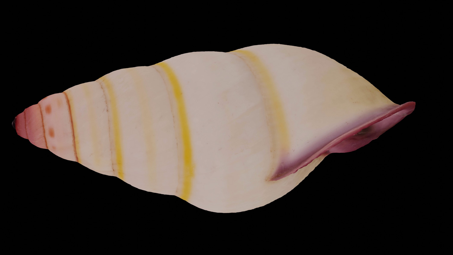 Amphidromus ngocae